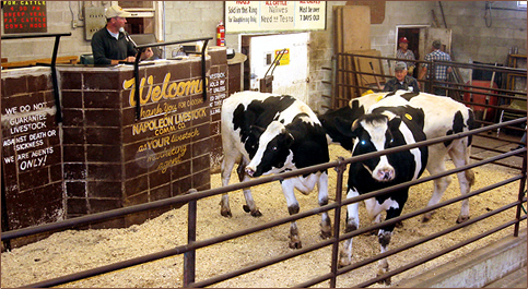 Livestock Auction at Napoleon Livestock Commission Co.